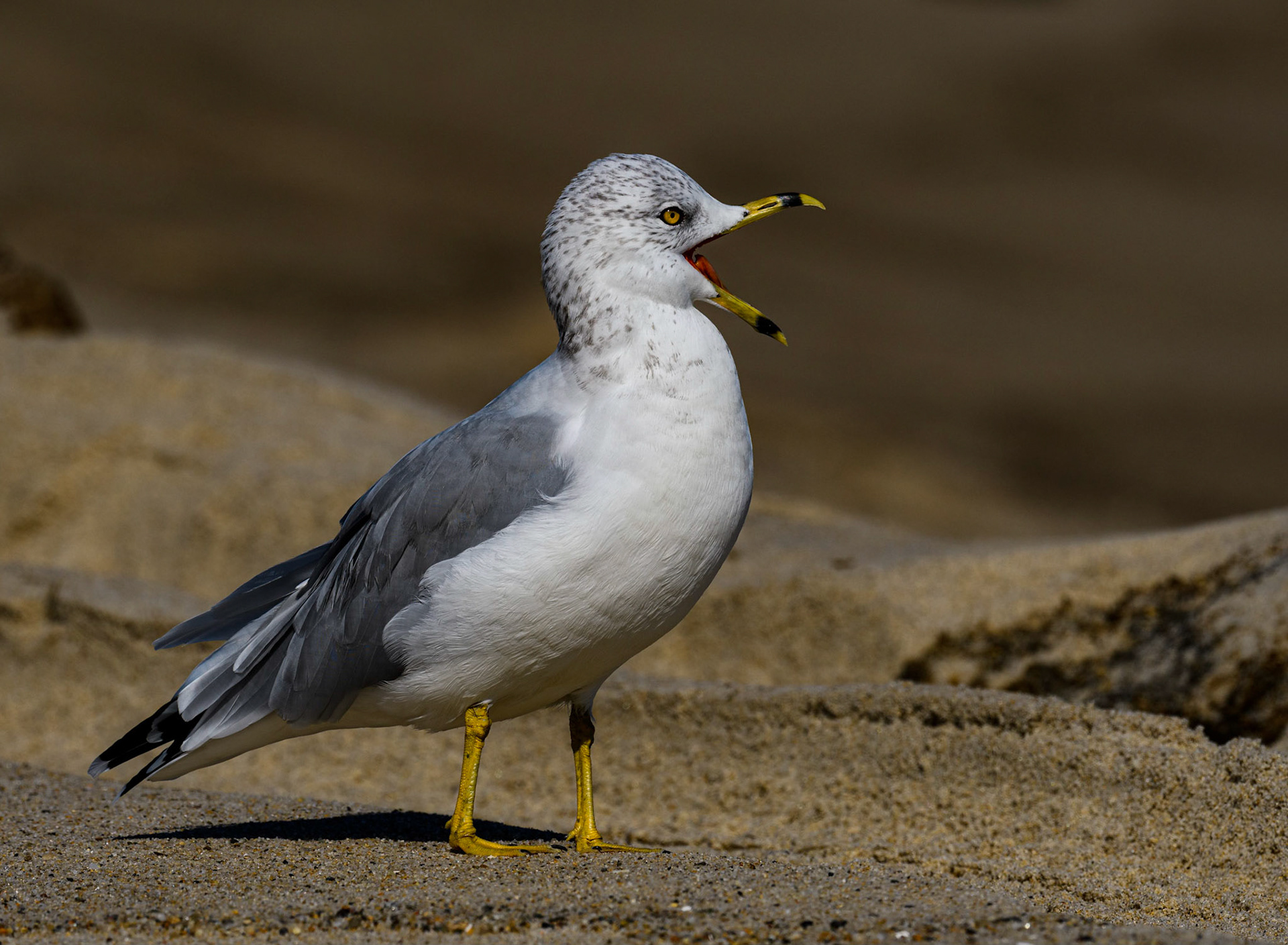 Ring-Billed Gull