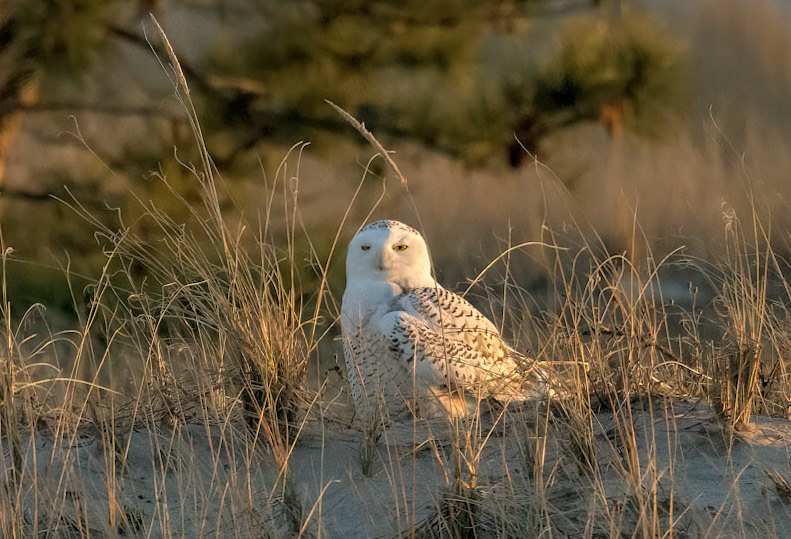 Snowy Owl
