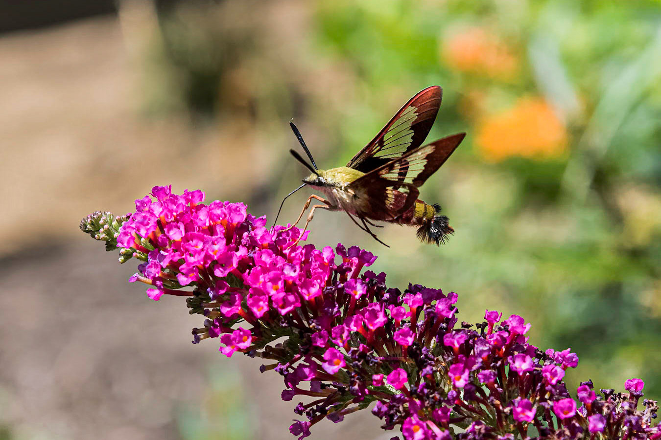 Hummingbird Moth