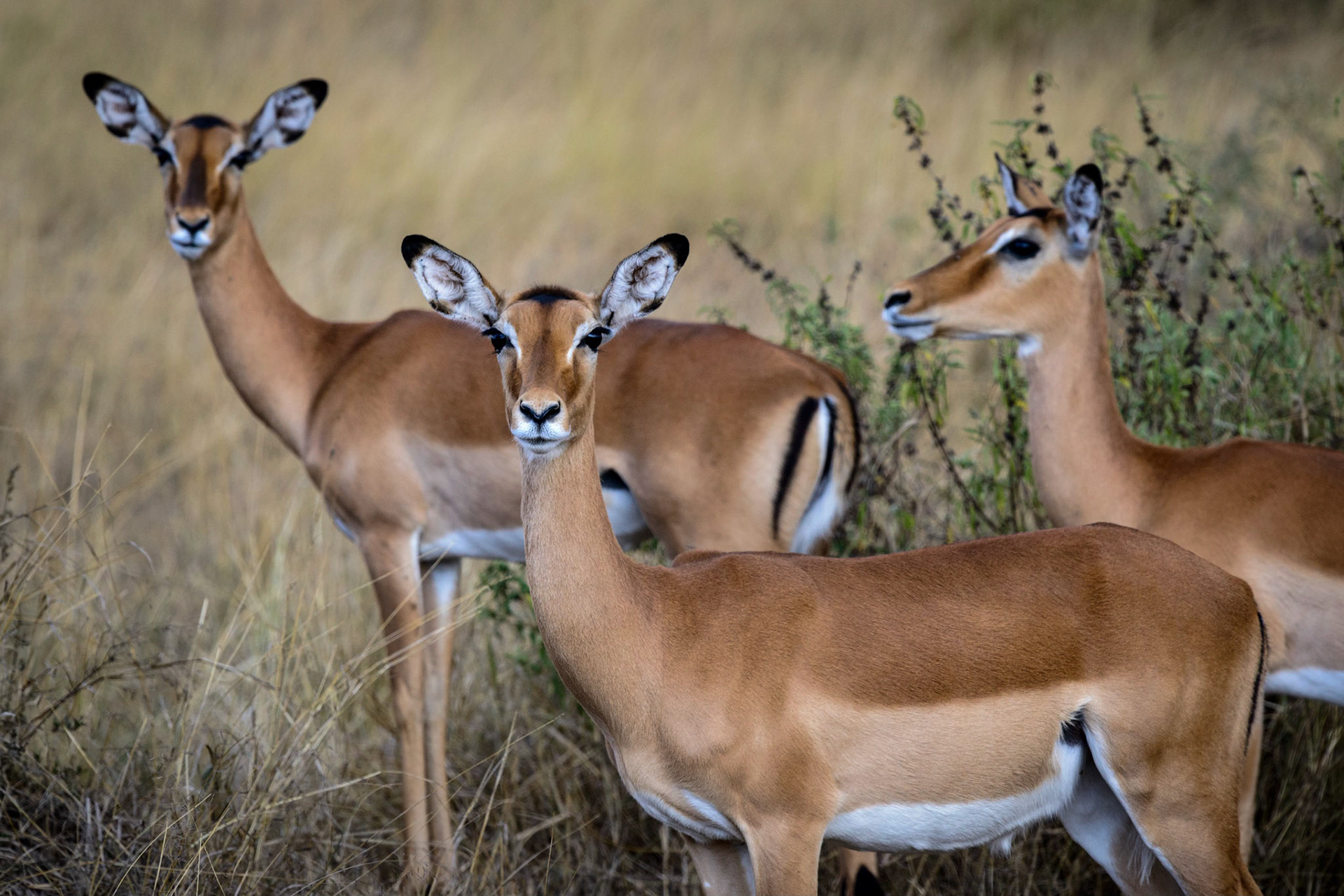 Gerenuk