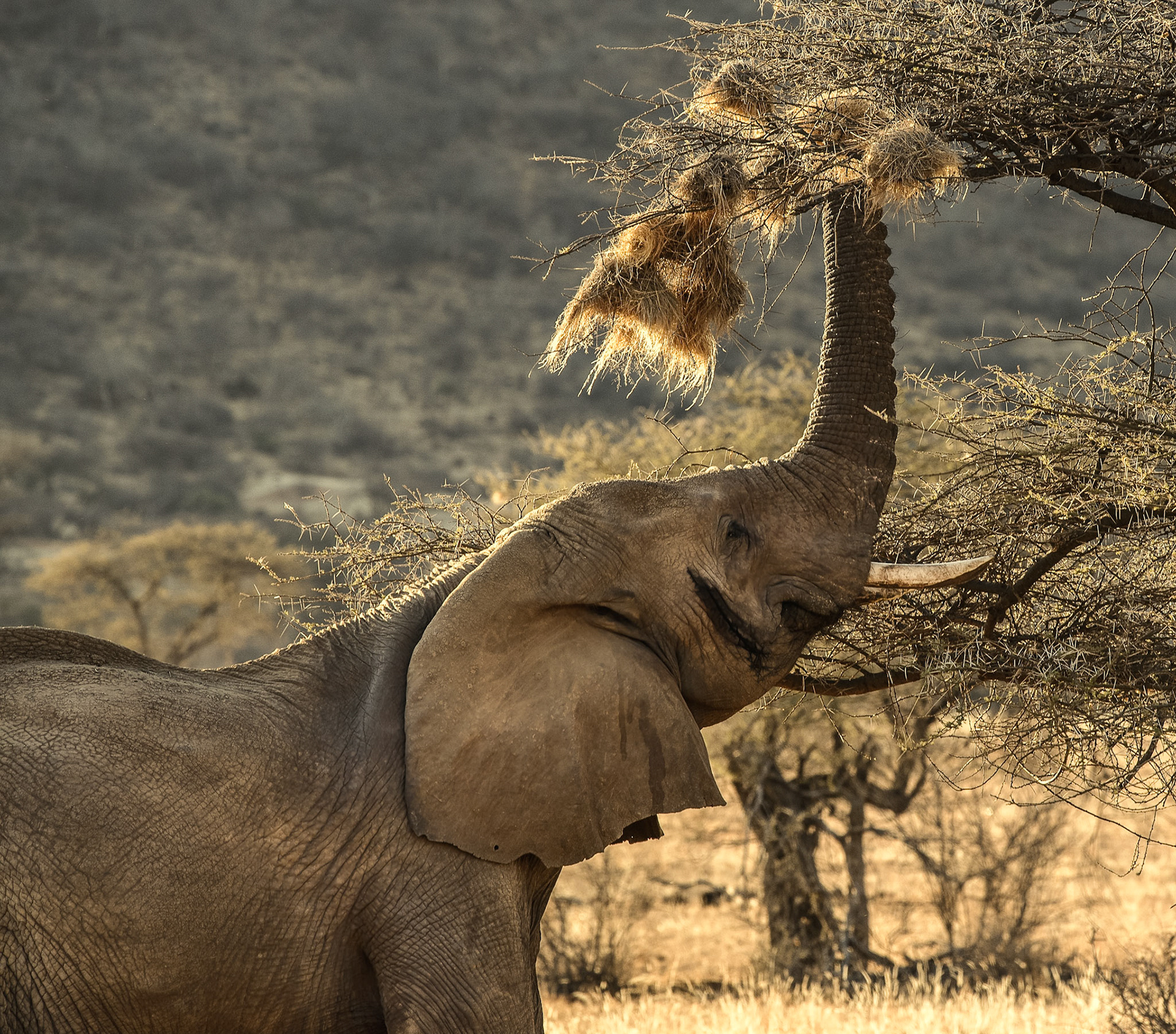 Elephant Feeding