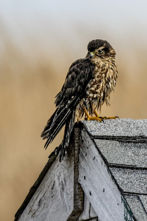 Merlin