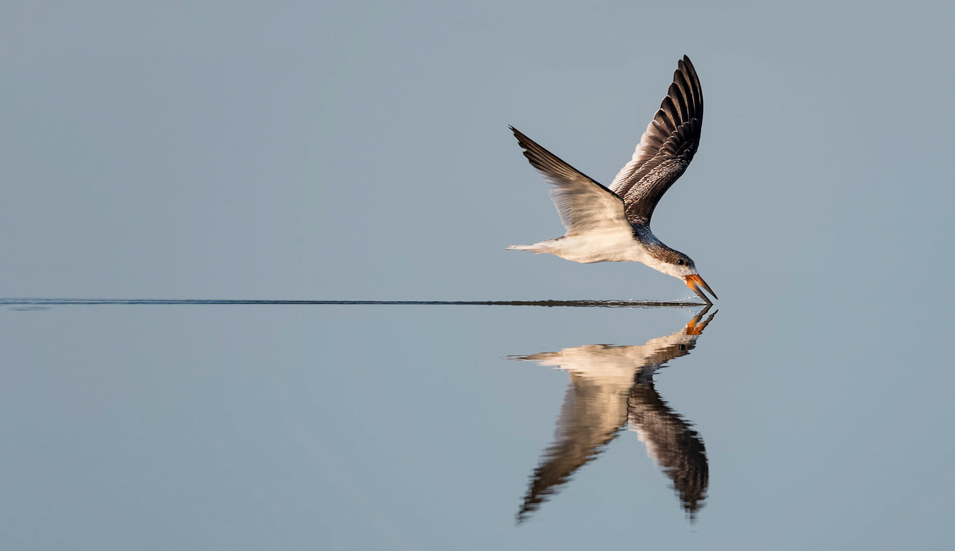 Black Skimmer - 1