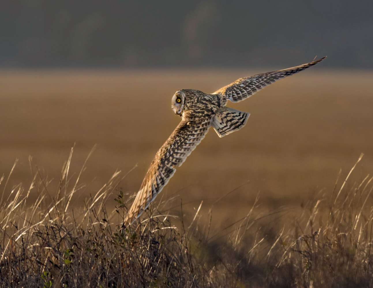 Short-eared Owl