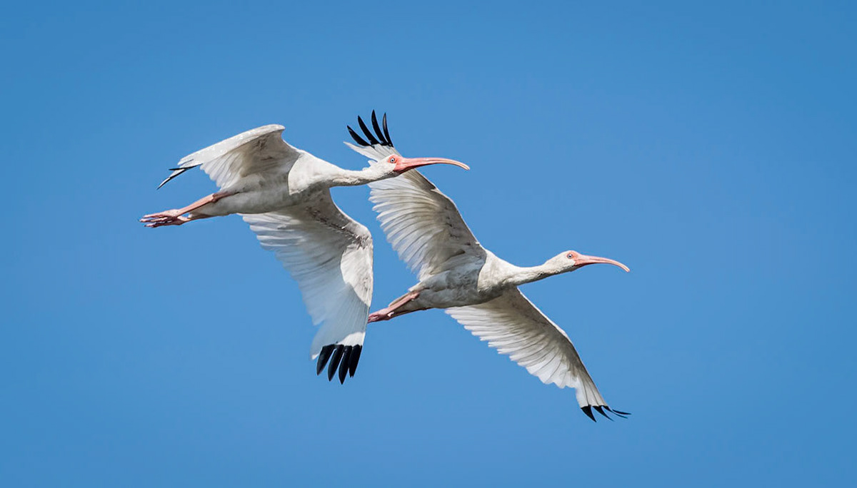 White Ibis Pair in Flight