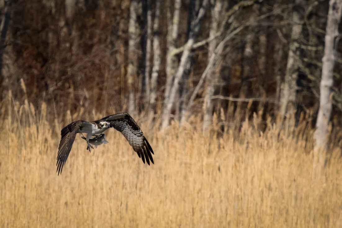 Osprey