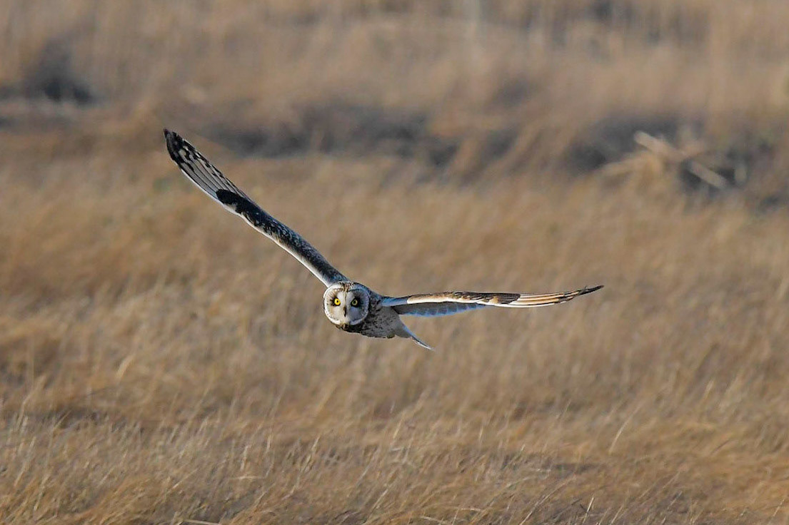 Short-eared Owl