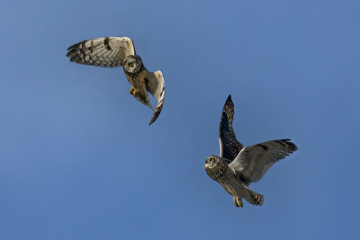 Short-eared Owls