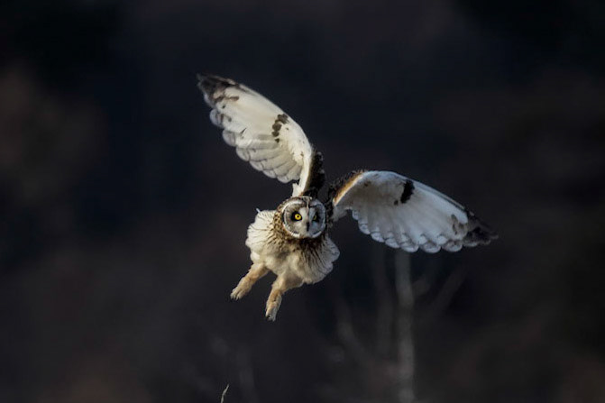Short-eared Owl