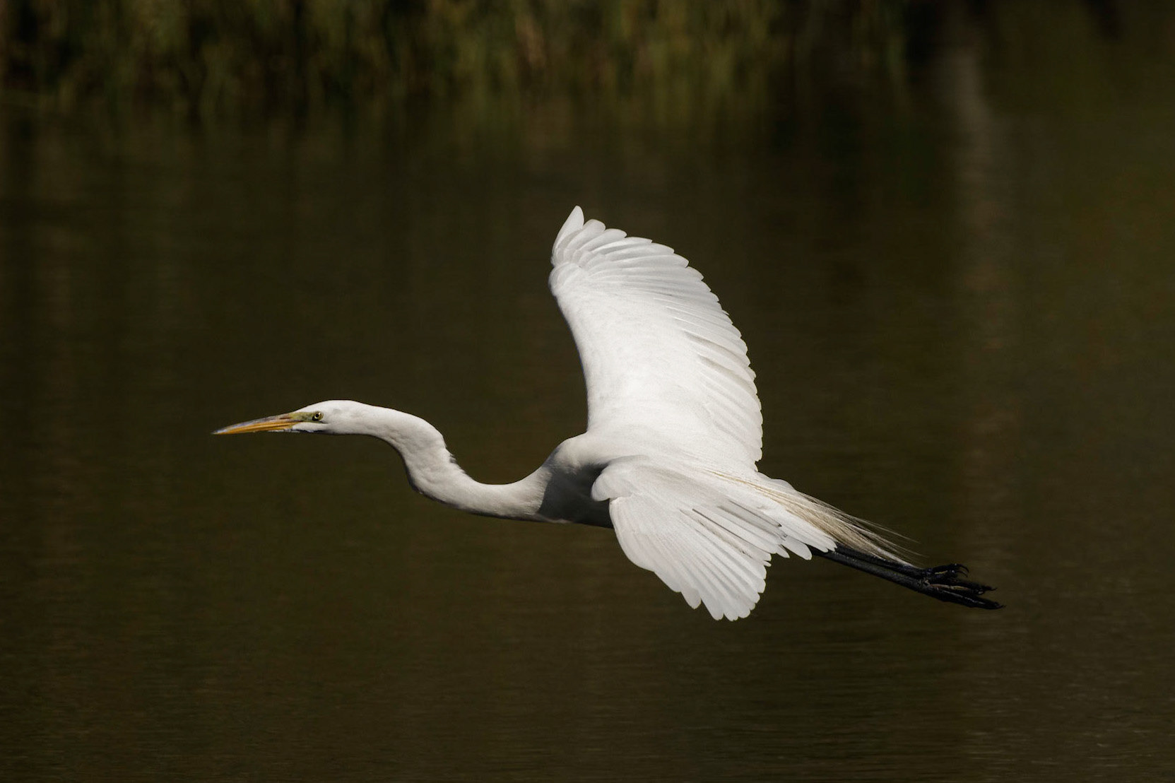 Great Egret