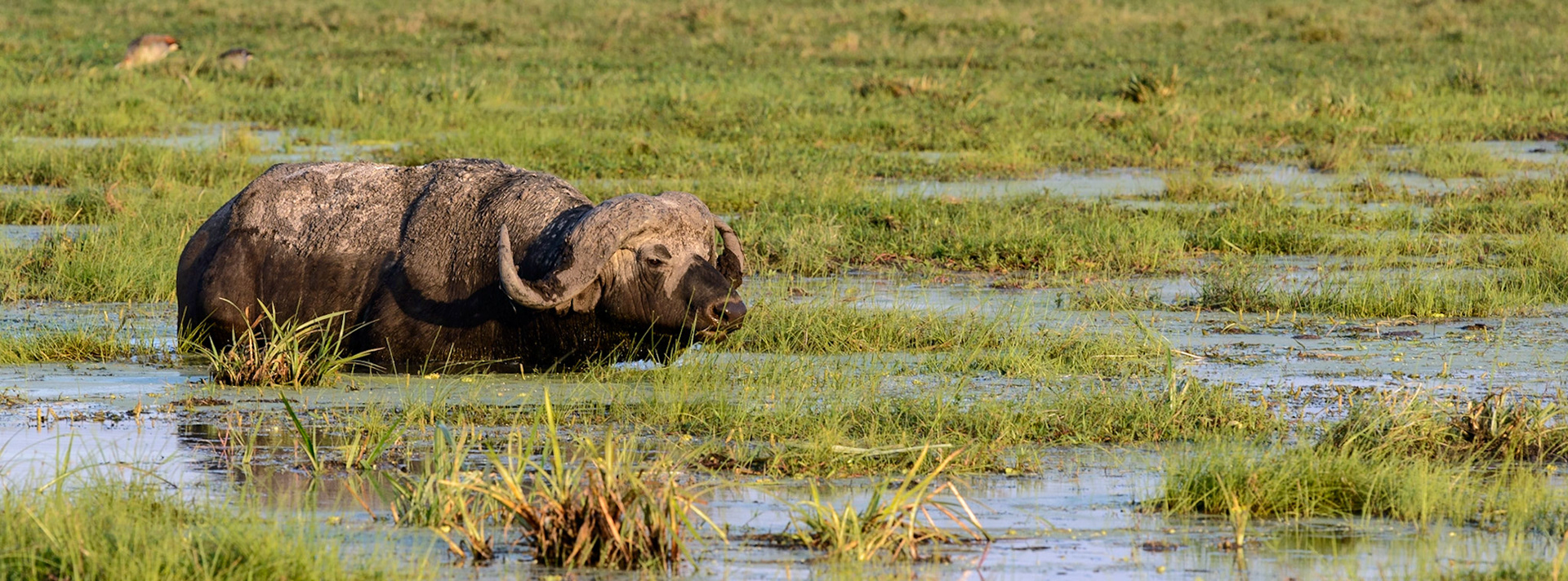 Water Buffalo