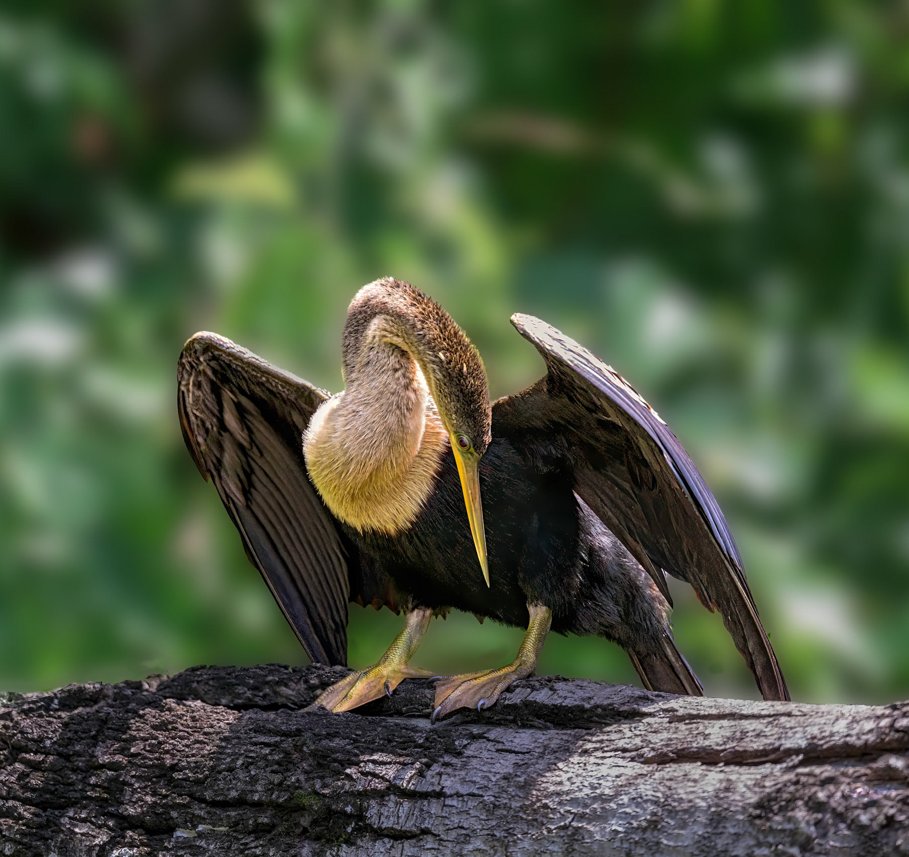 Anhinga