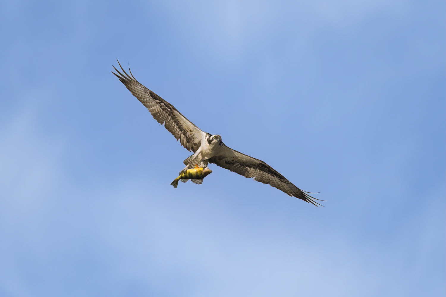Osprey with Yellow Perch