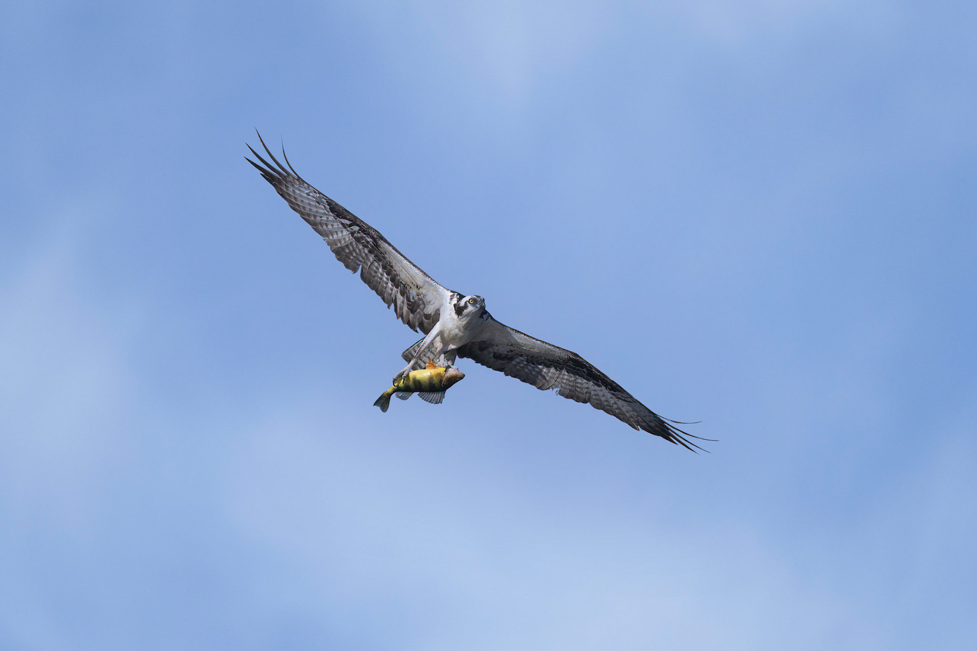 Osprey with Yellow Perch