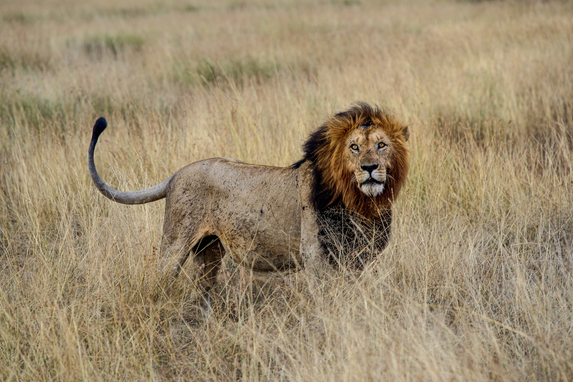 Lion