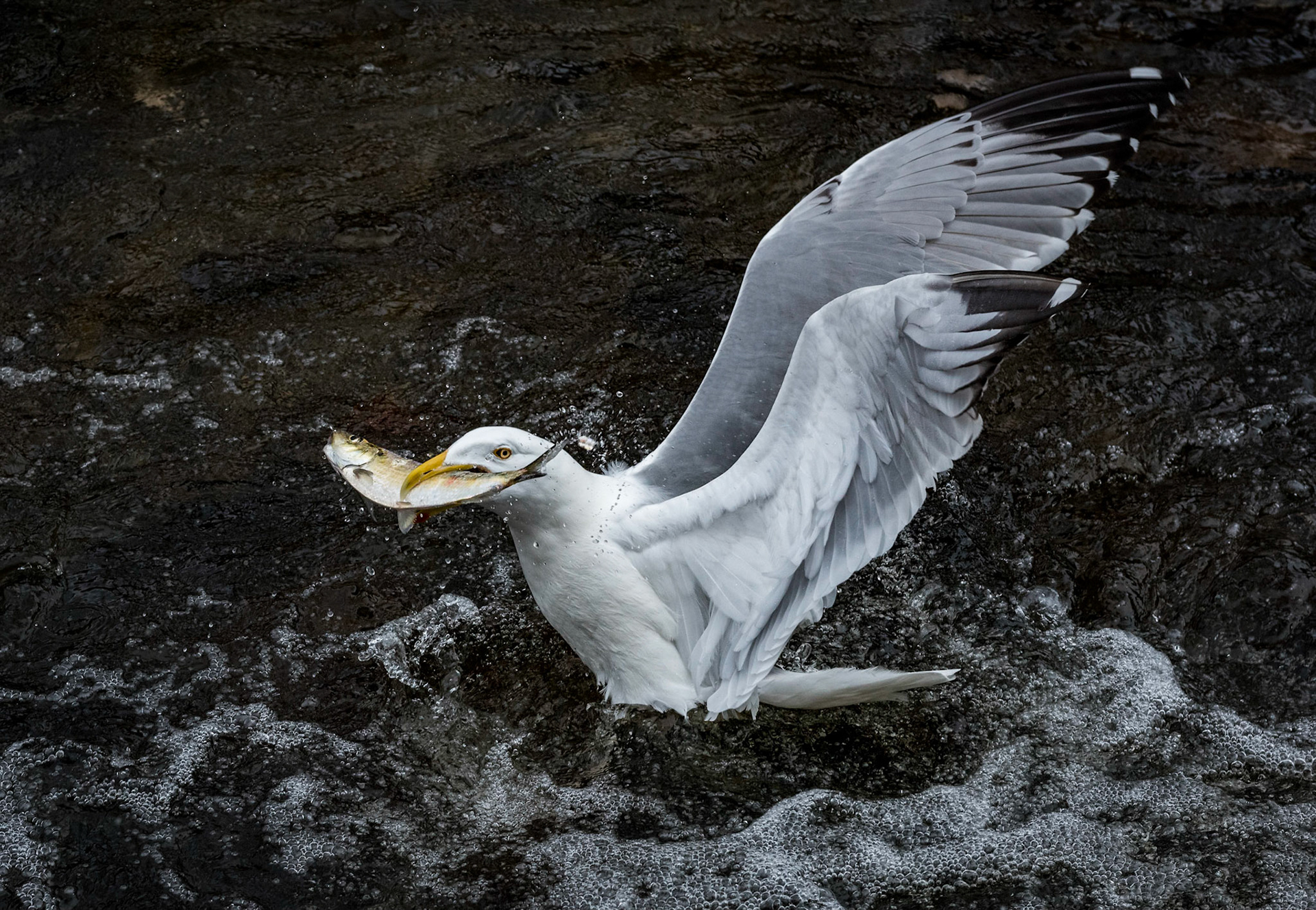 Herring Gull
