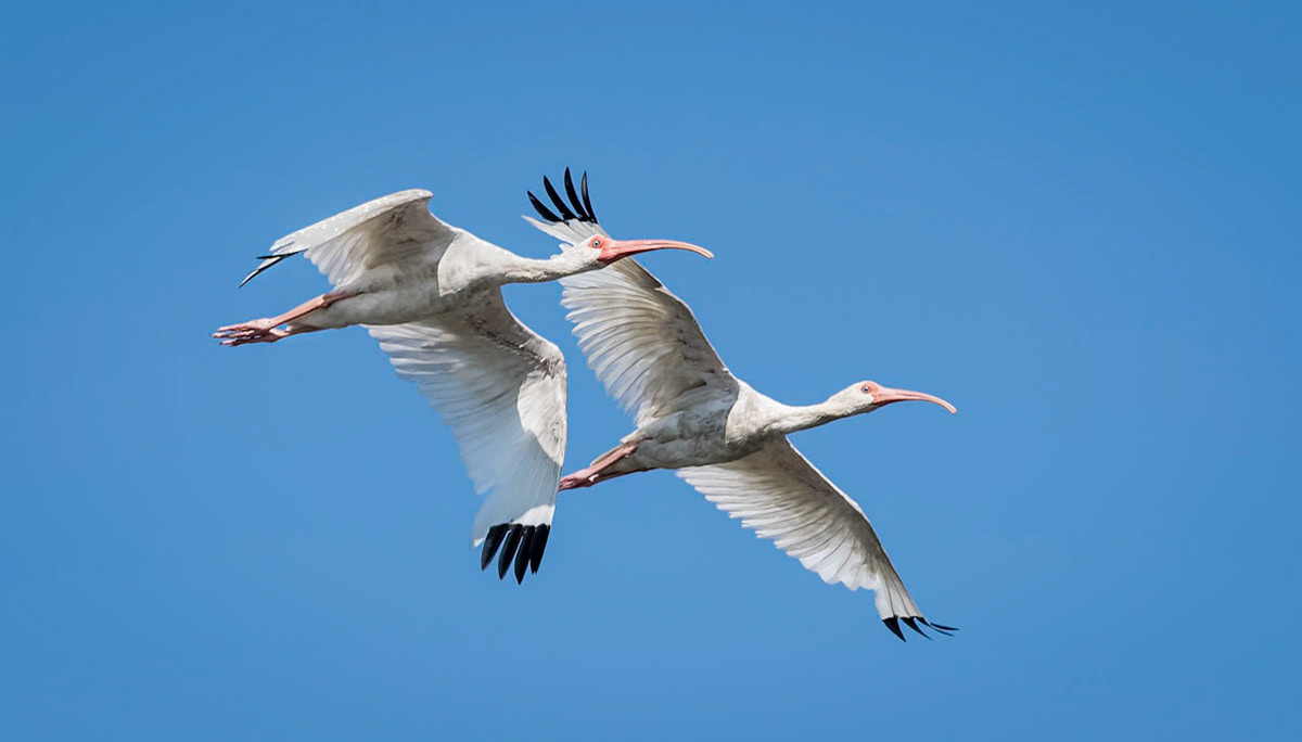 White Ibis Pair in Flight