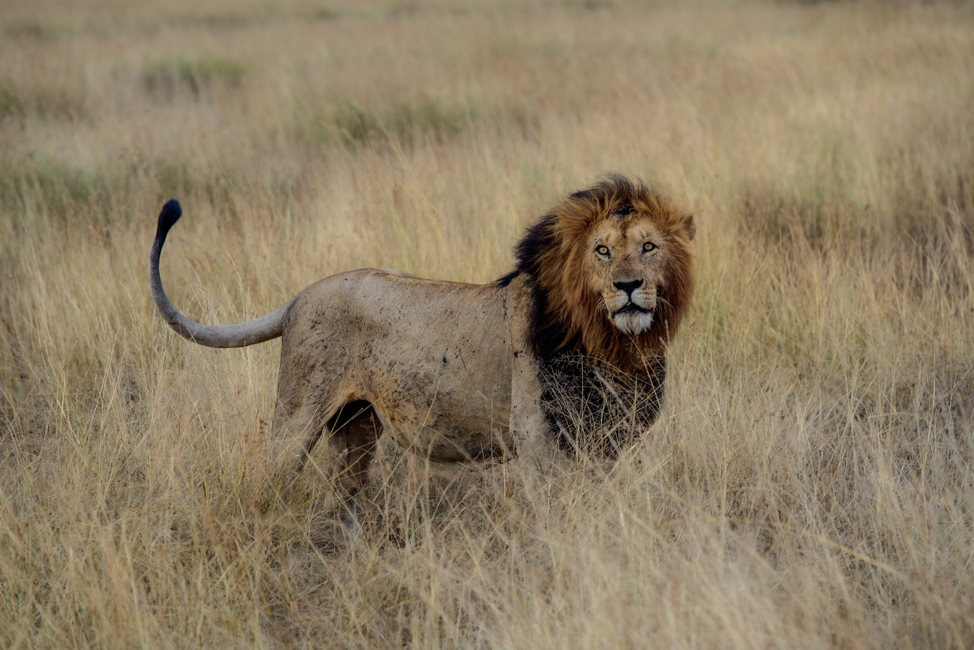 Lion