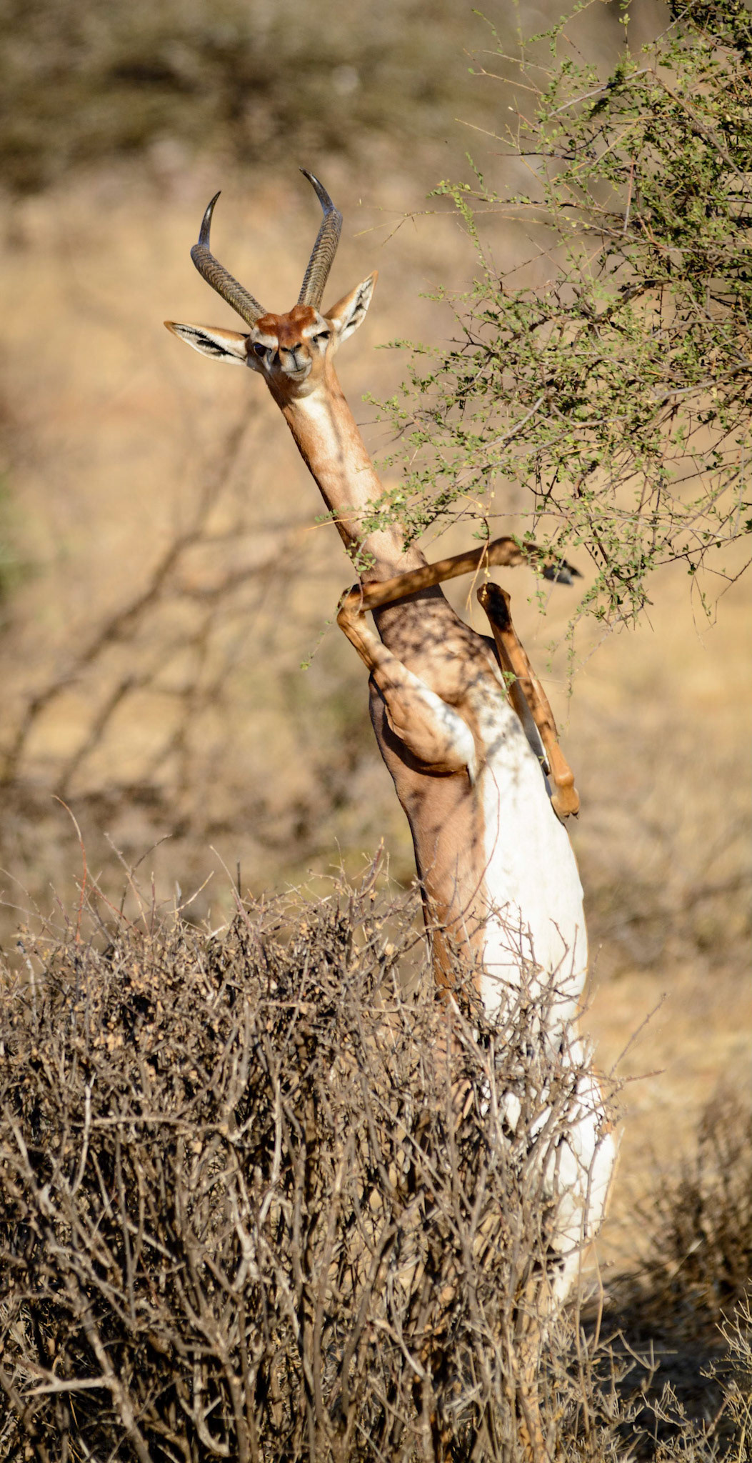 Gerenuk 1