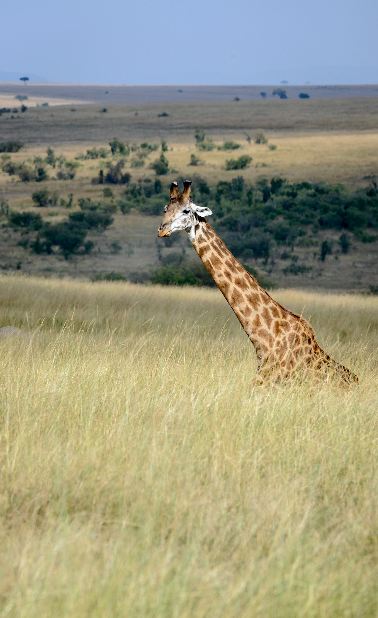 Maasai Giraffe