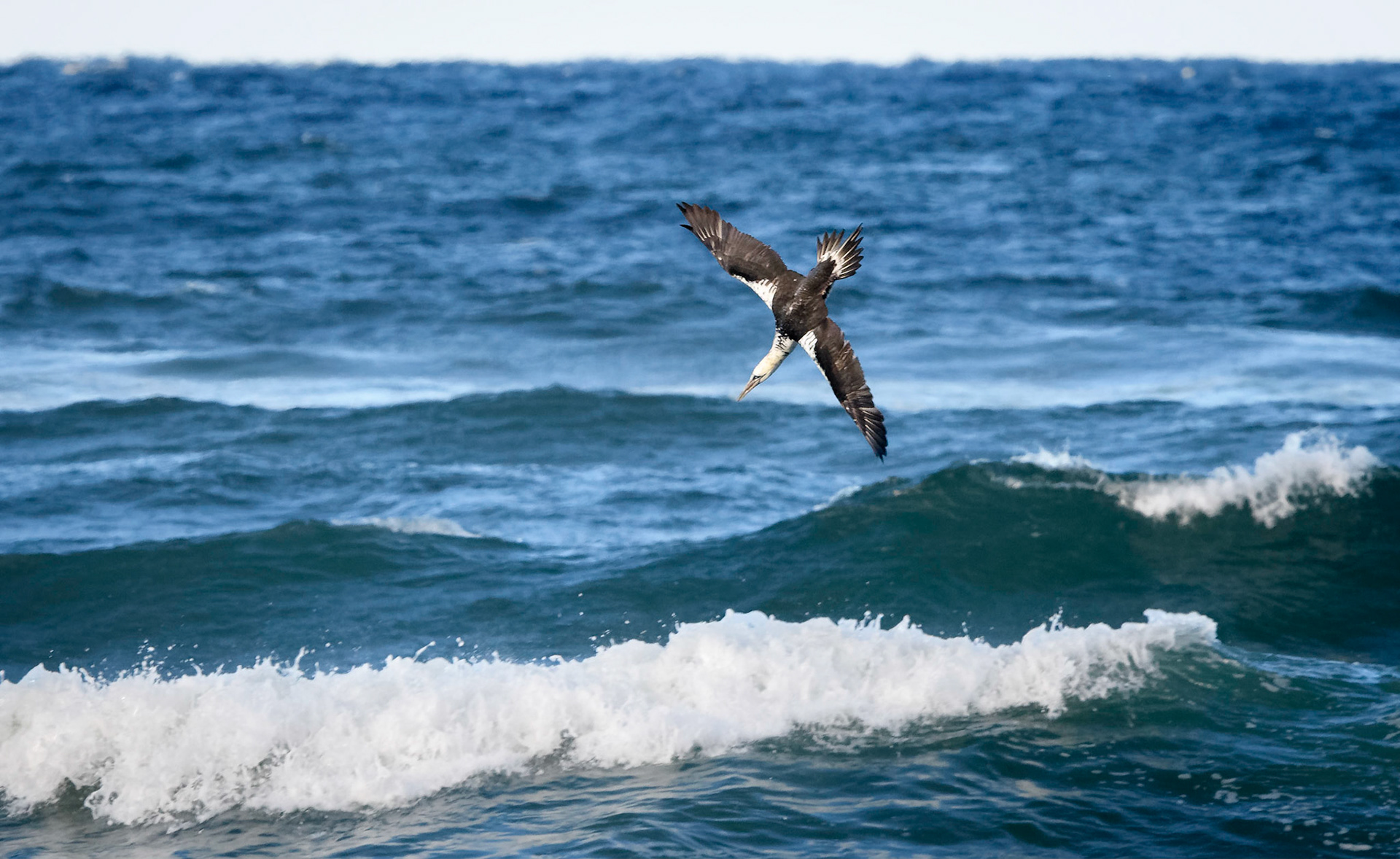 Northern Gannet
