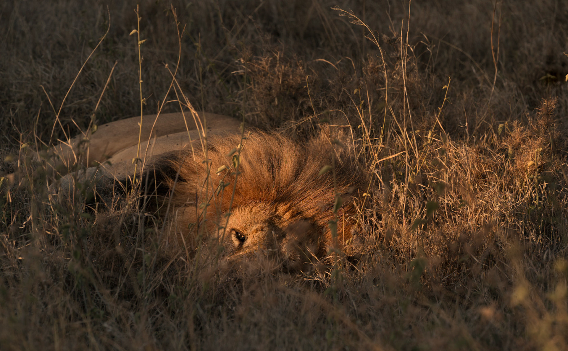 Lion