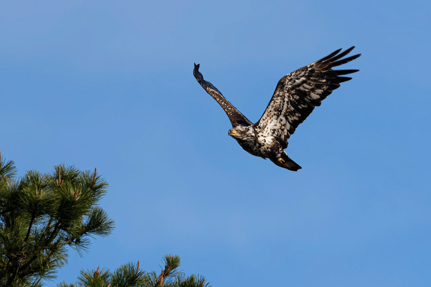 Immature Bald Eagle