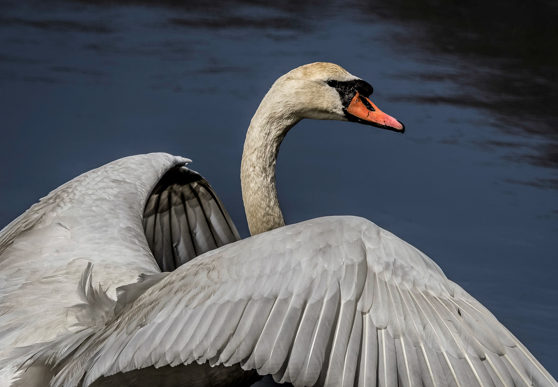 Mute Swan