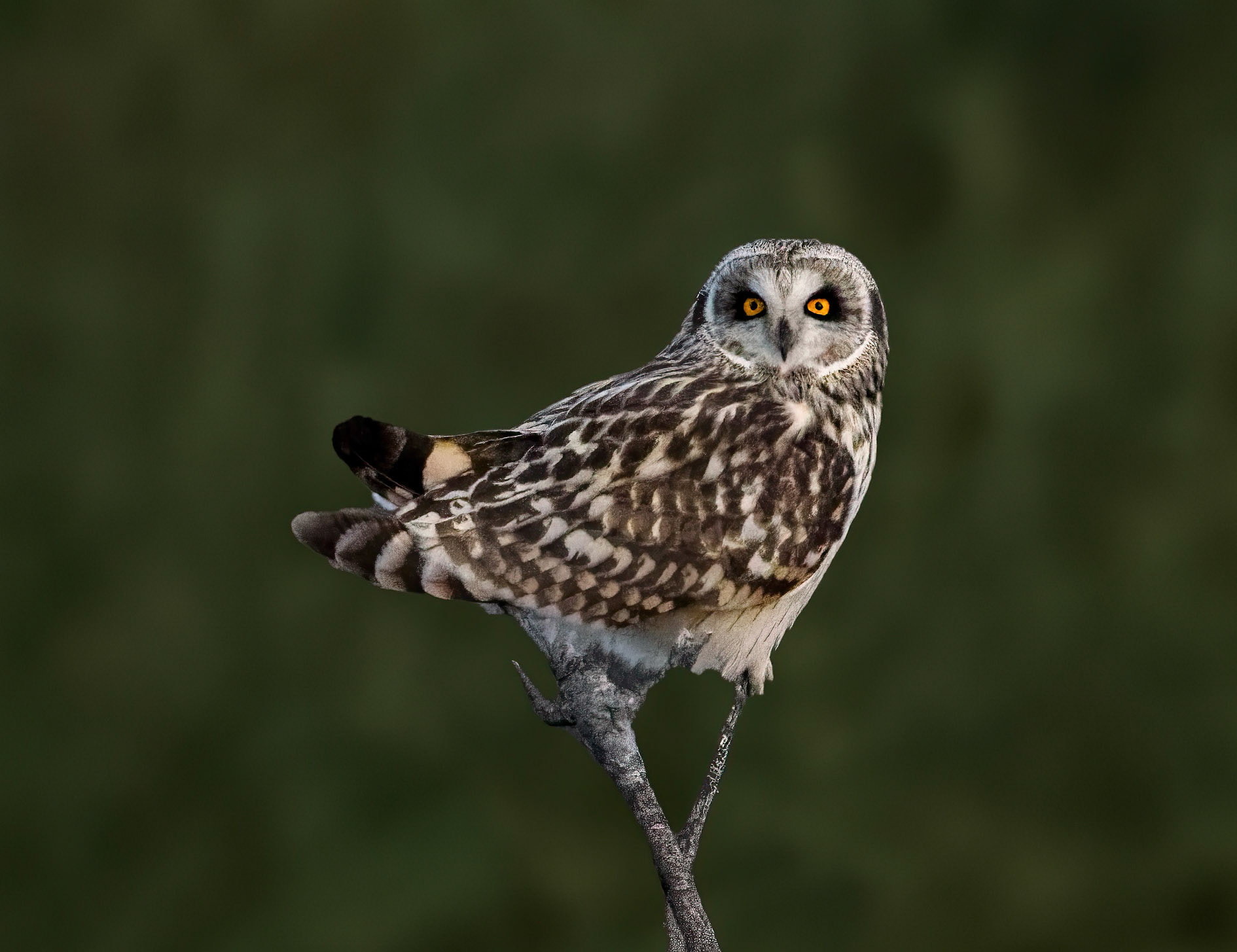 Short-eared Owl