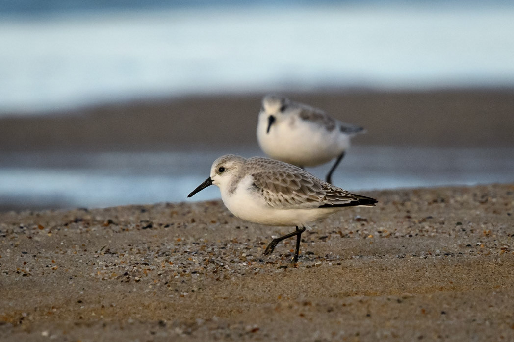 Sanderling