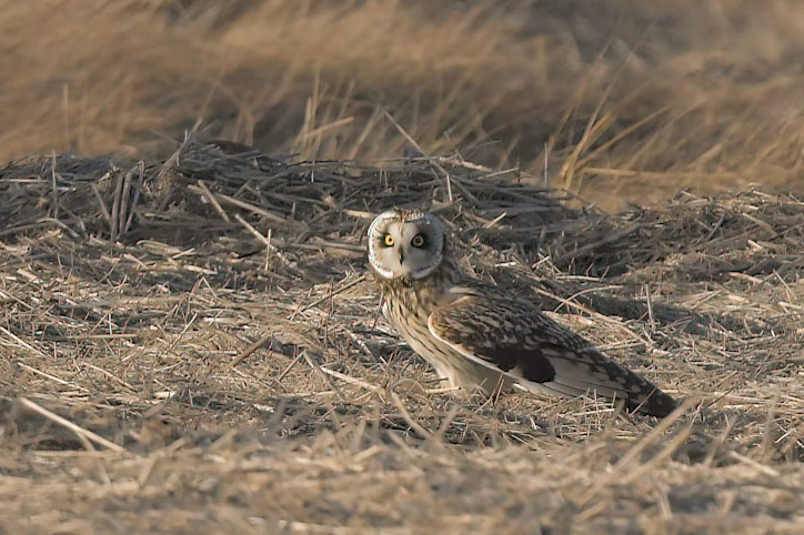 Short-eared Owl