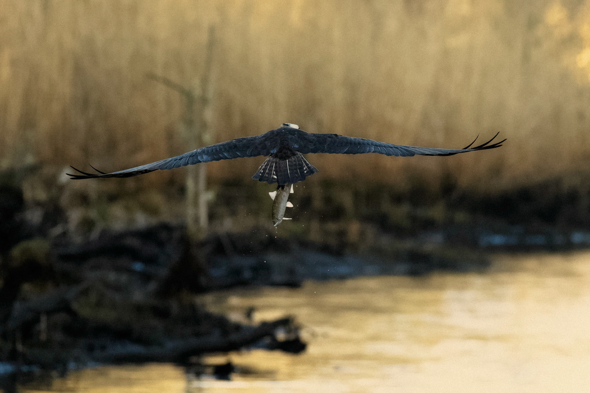 Osprey