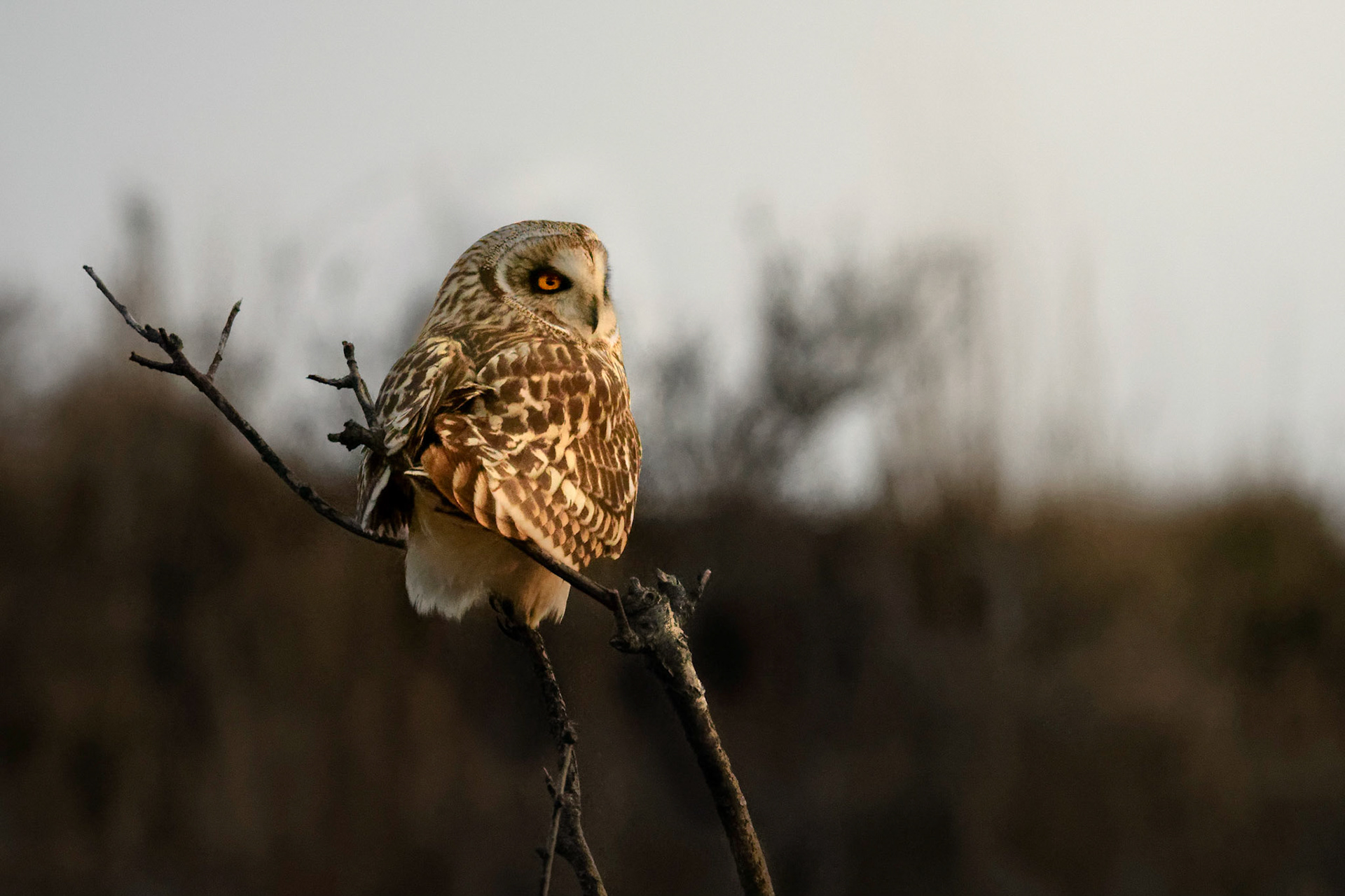 Short-eared Owl
