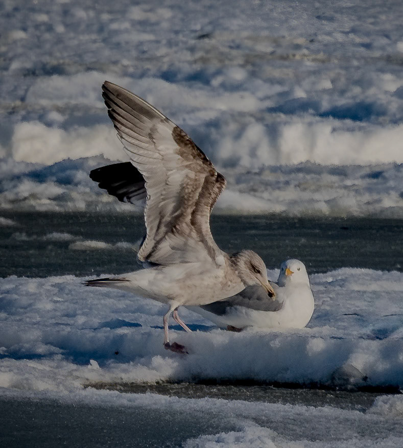 Herring Gull