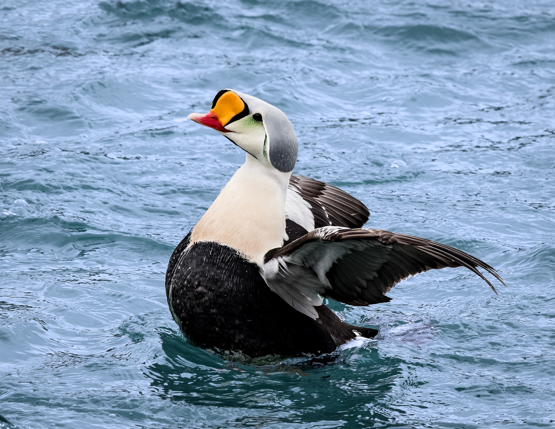 King Eider
