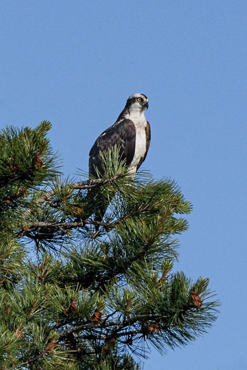 Osprey