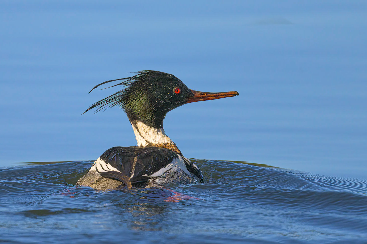 Merganser