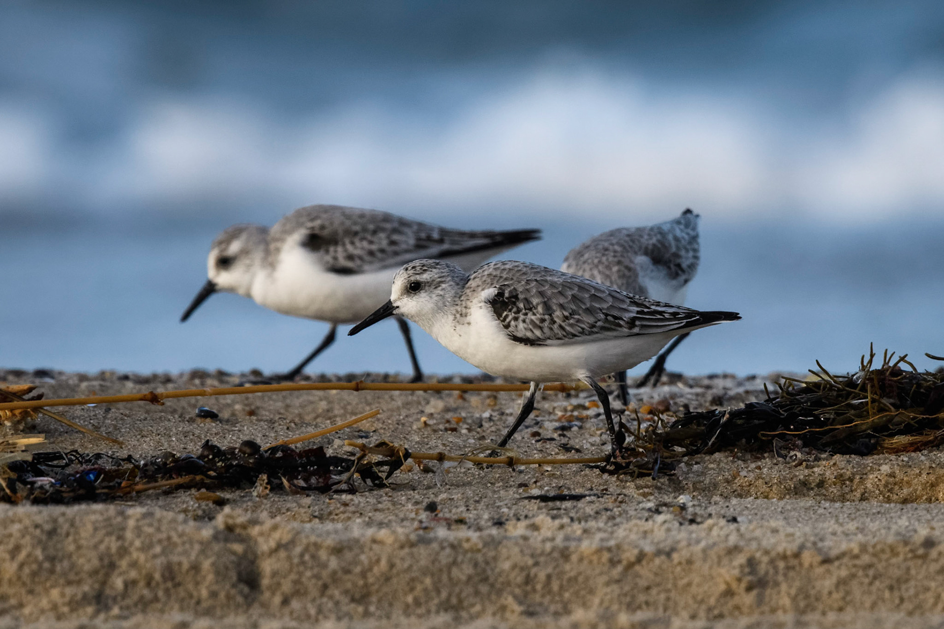 Sanderling