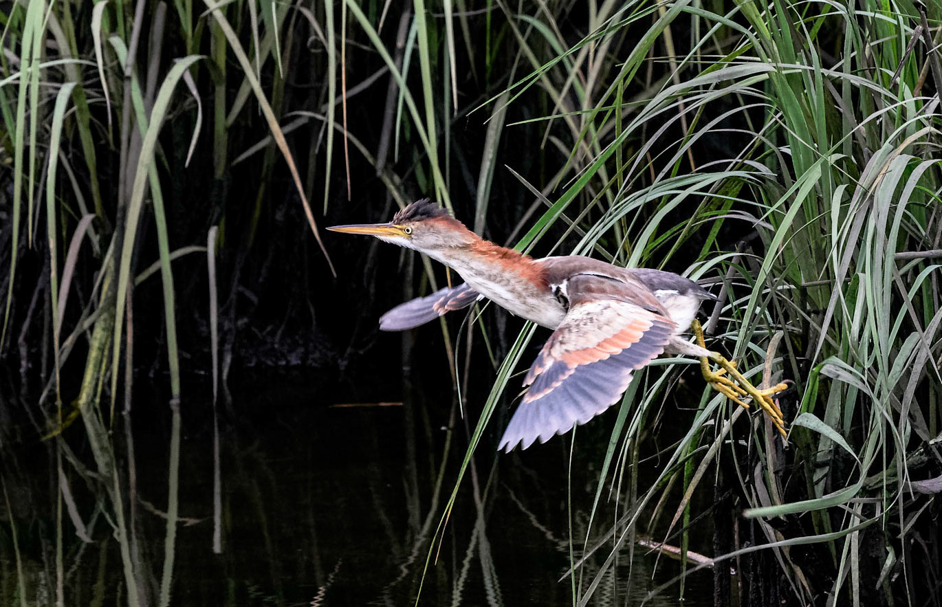 Least Bittern