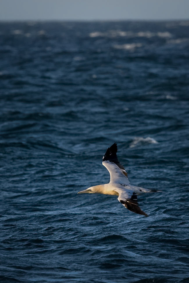 Northern Gannet