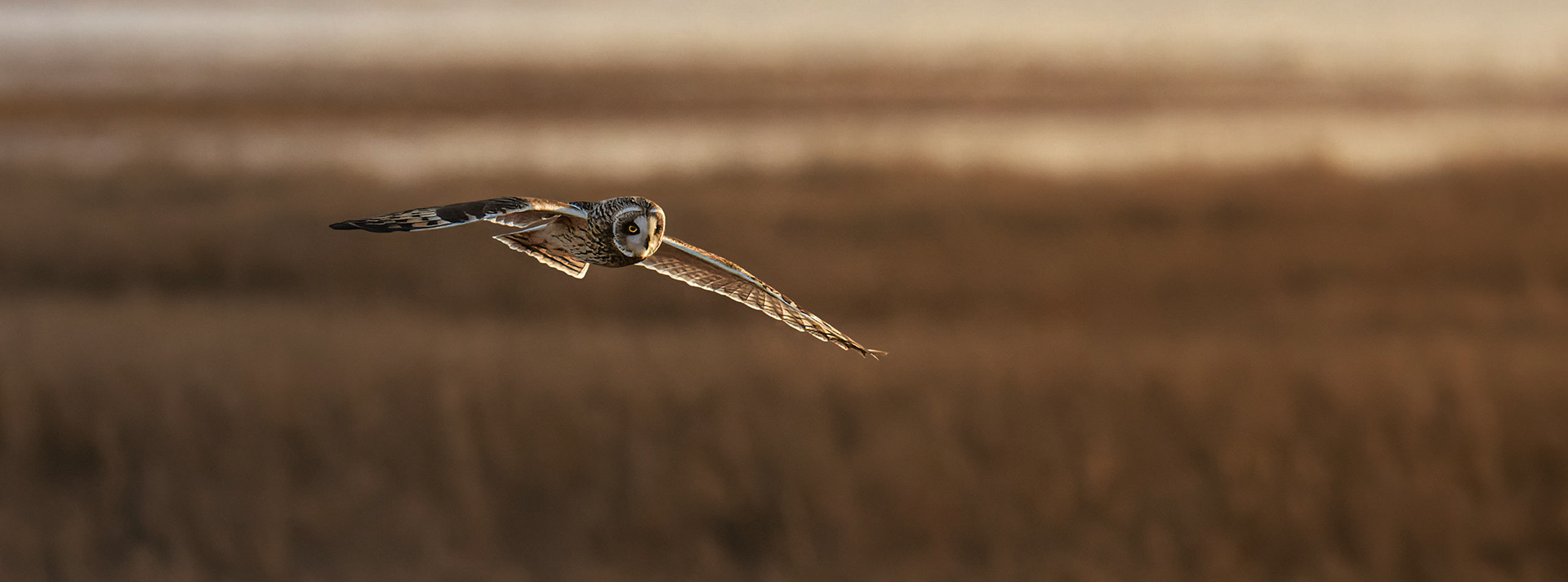 Short-eared Owl