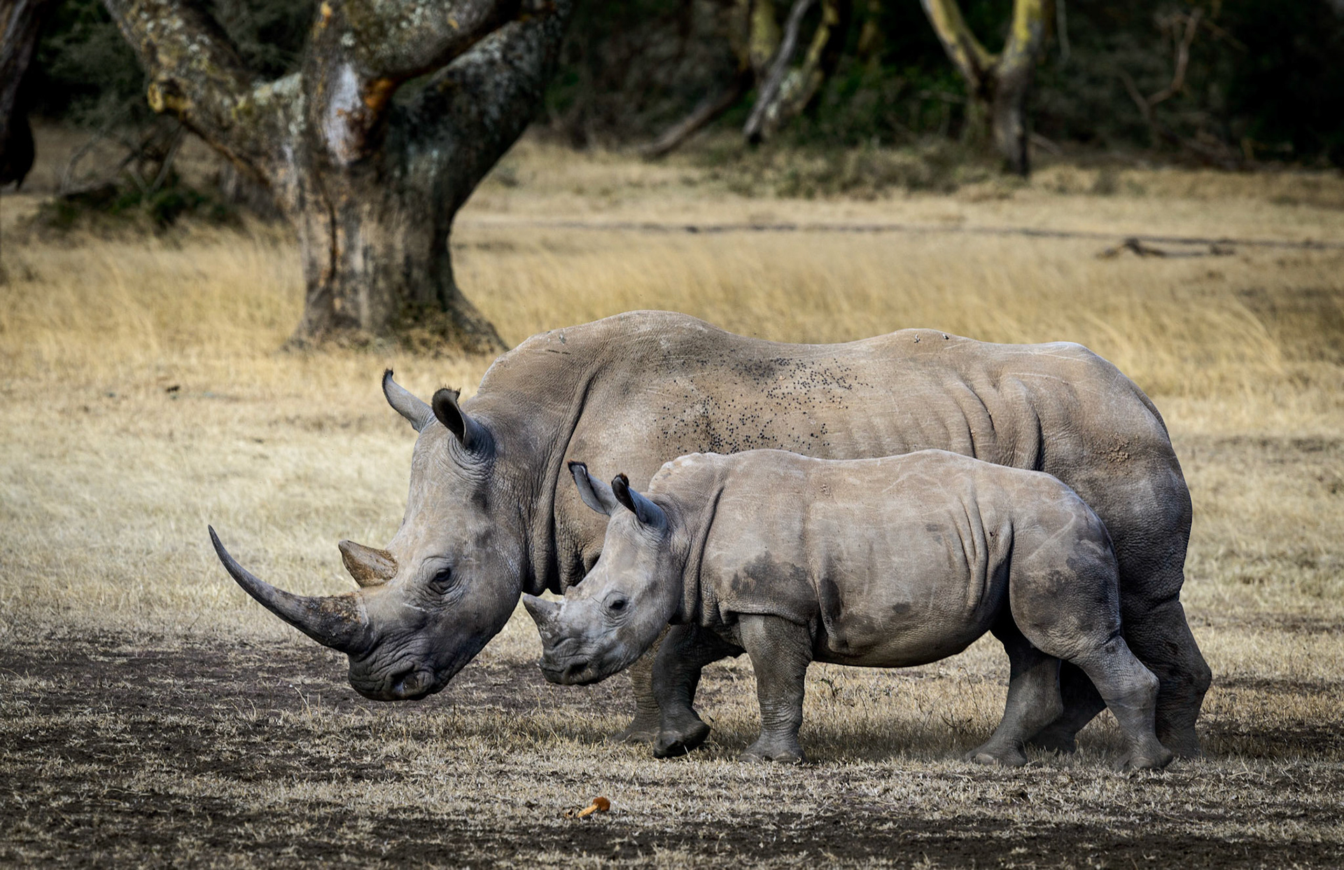 Rhino