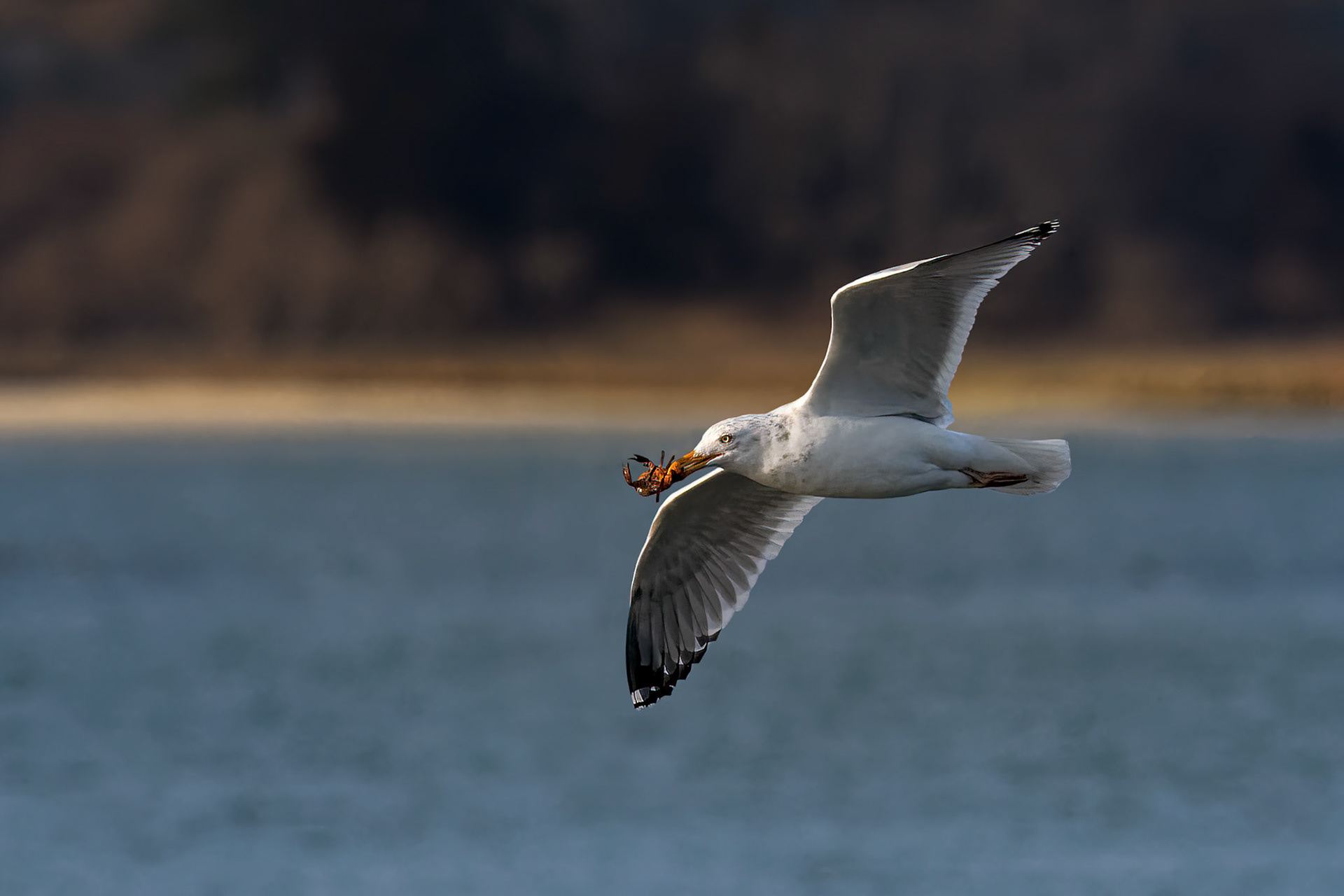 Gull