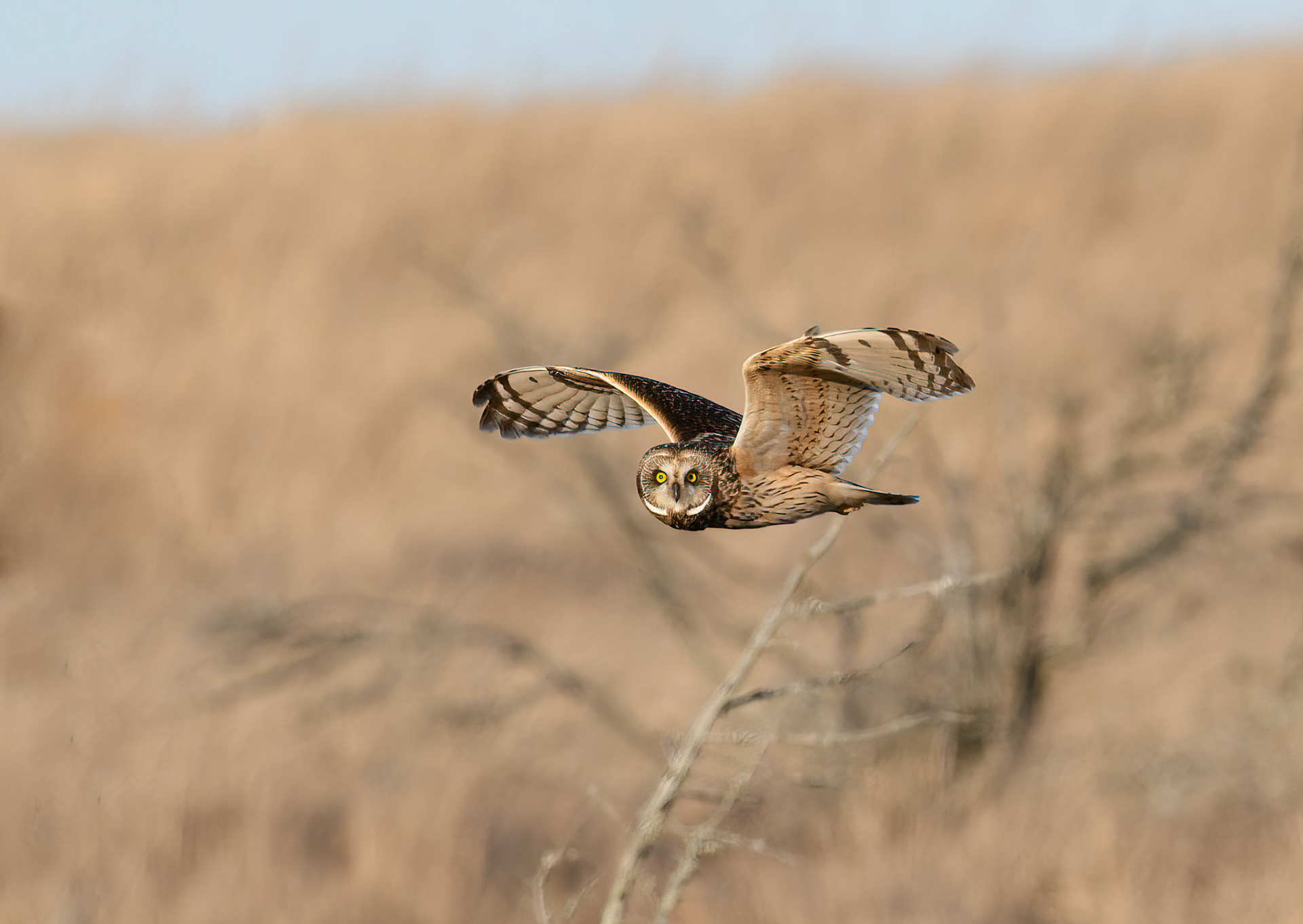 Short-eared Owl