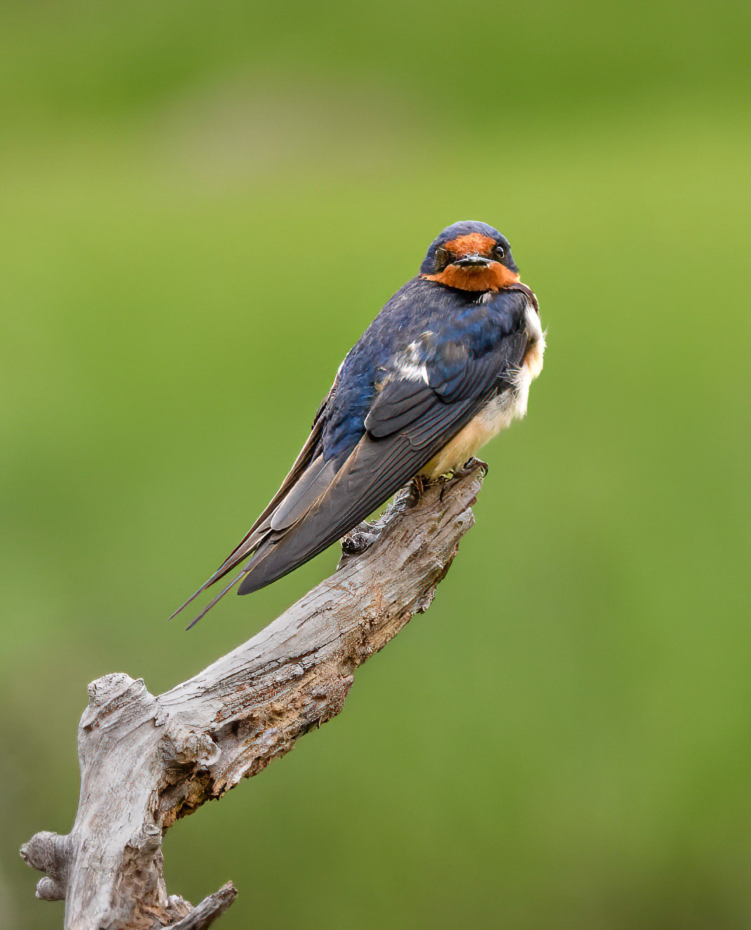Barn Swallow
