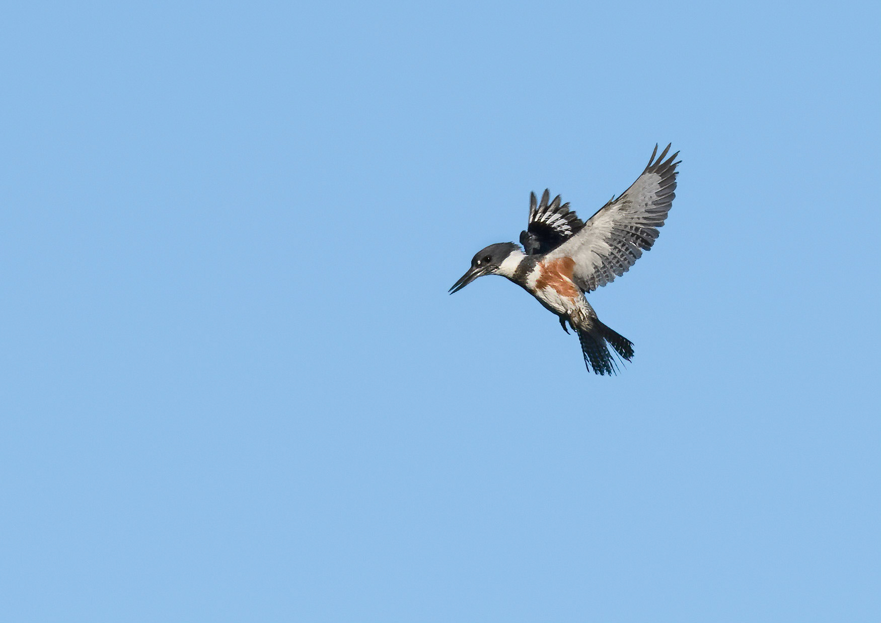 KIngfisher