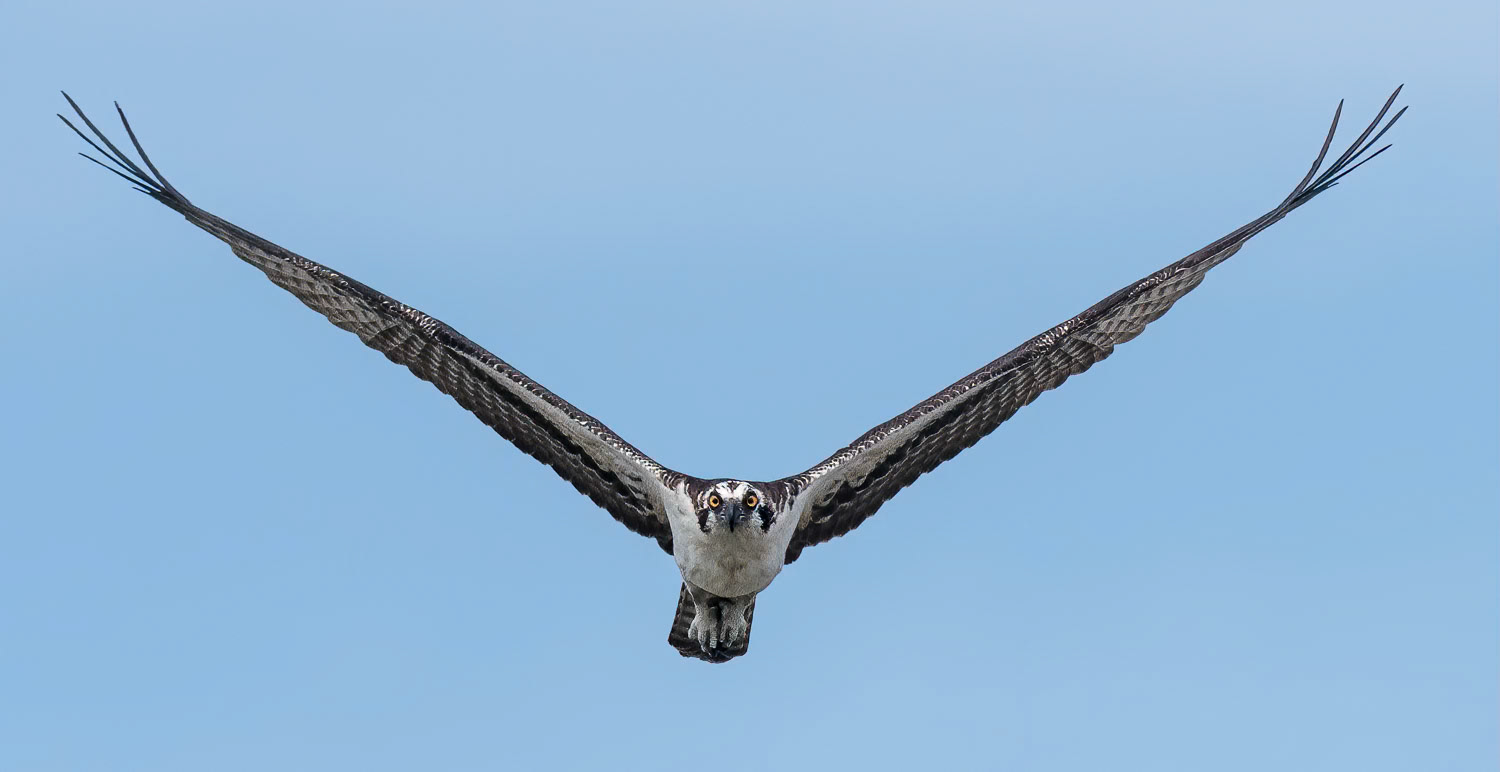 Osprey
