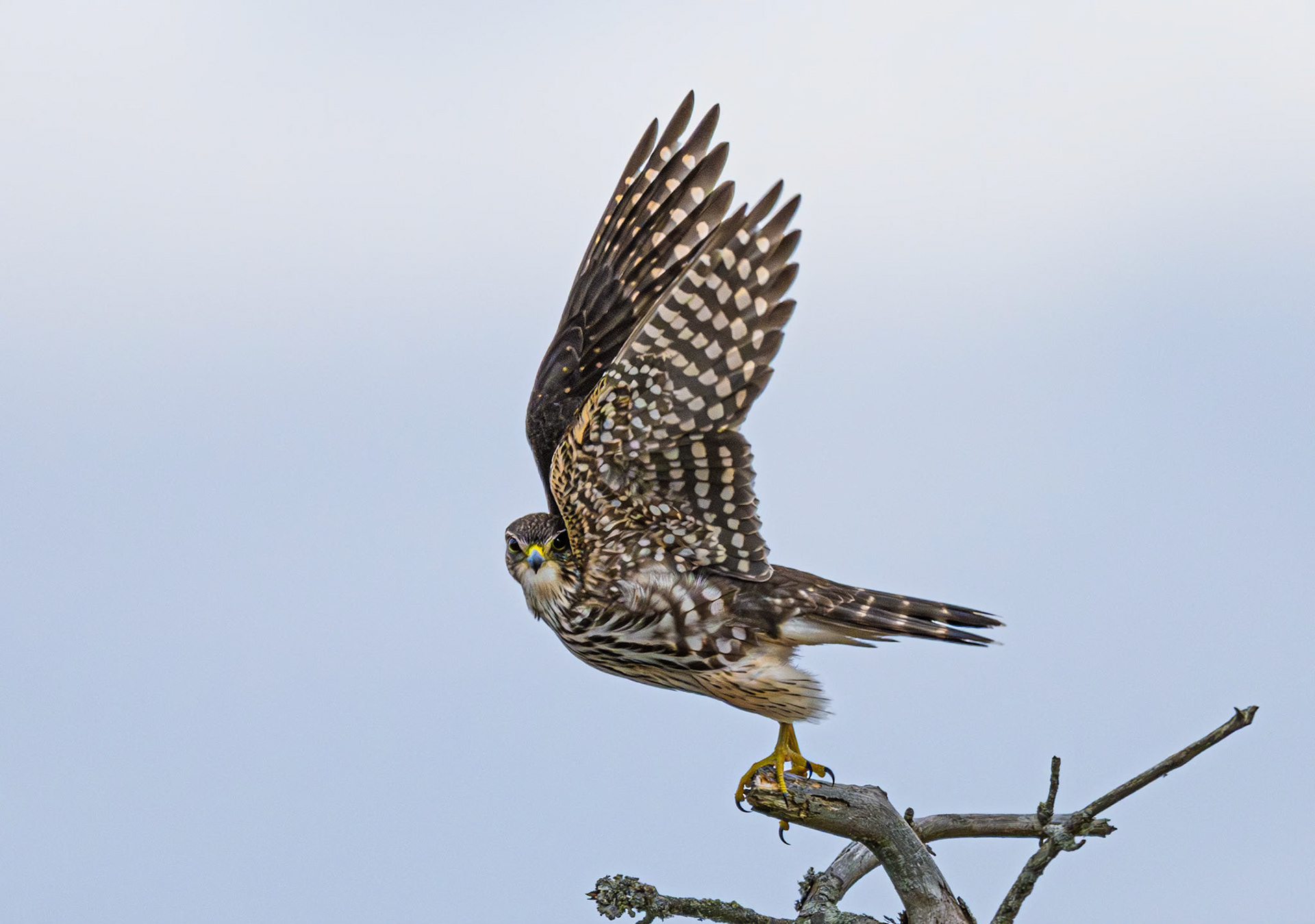 Merlin