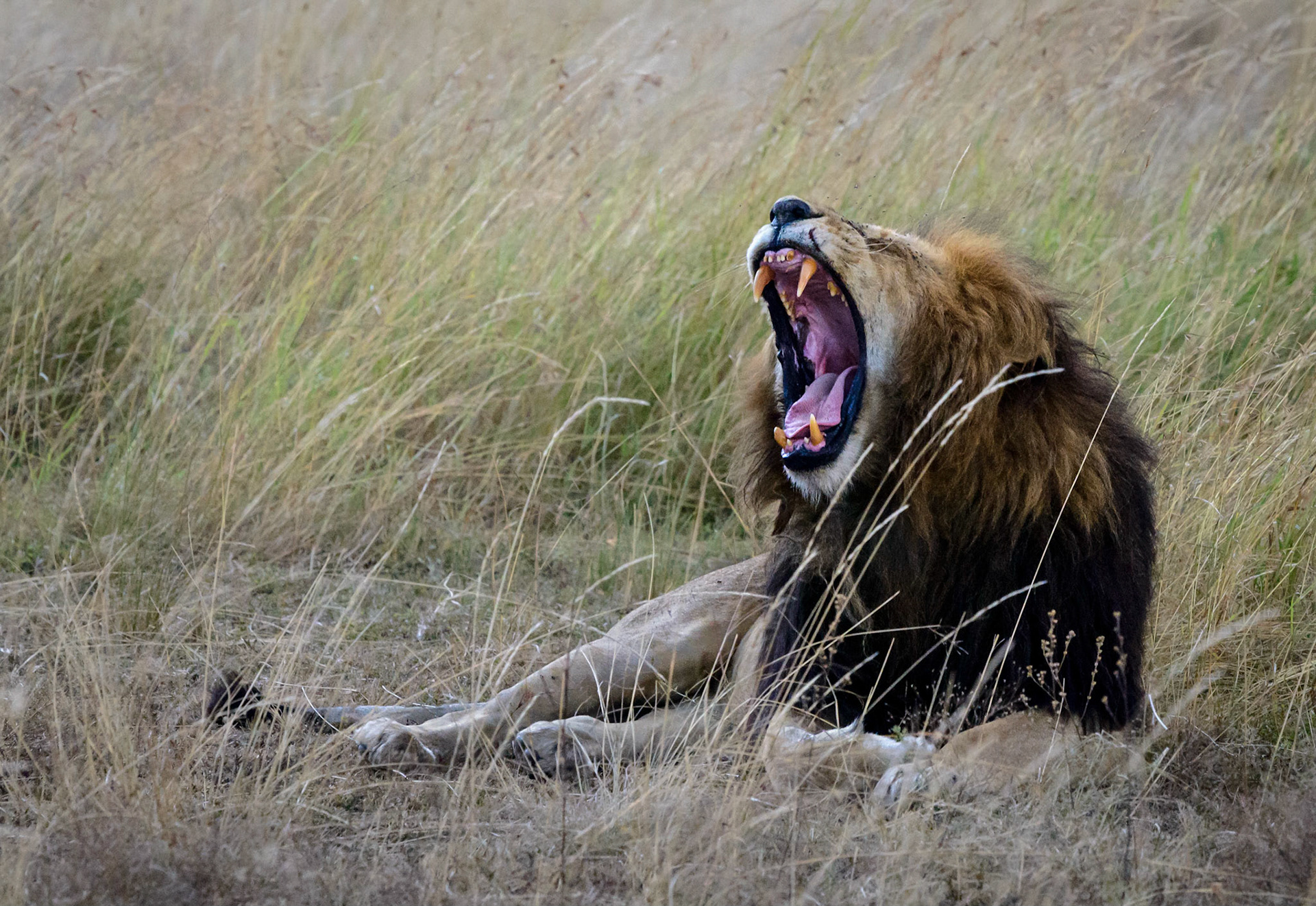 Lion