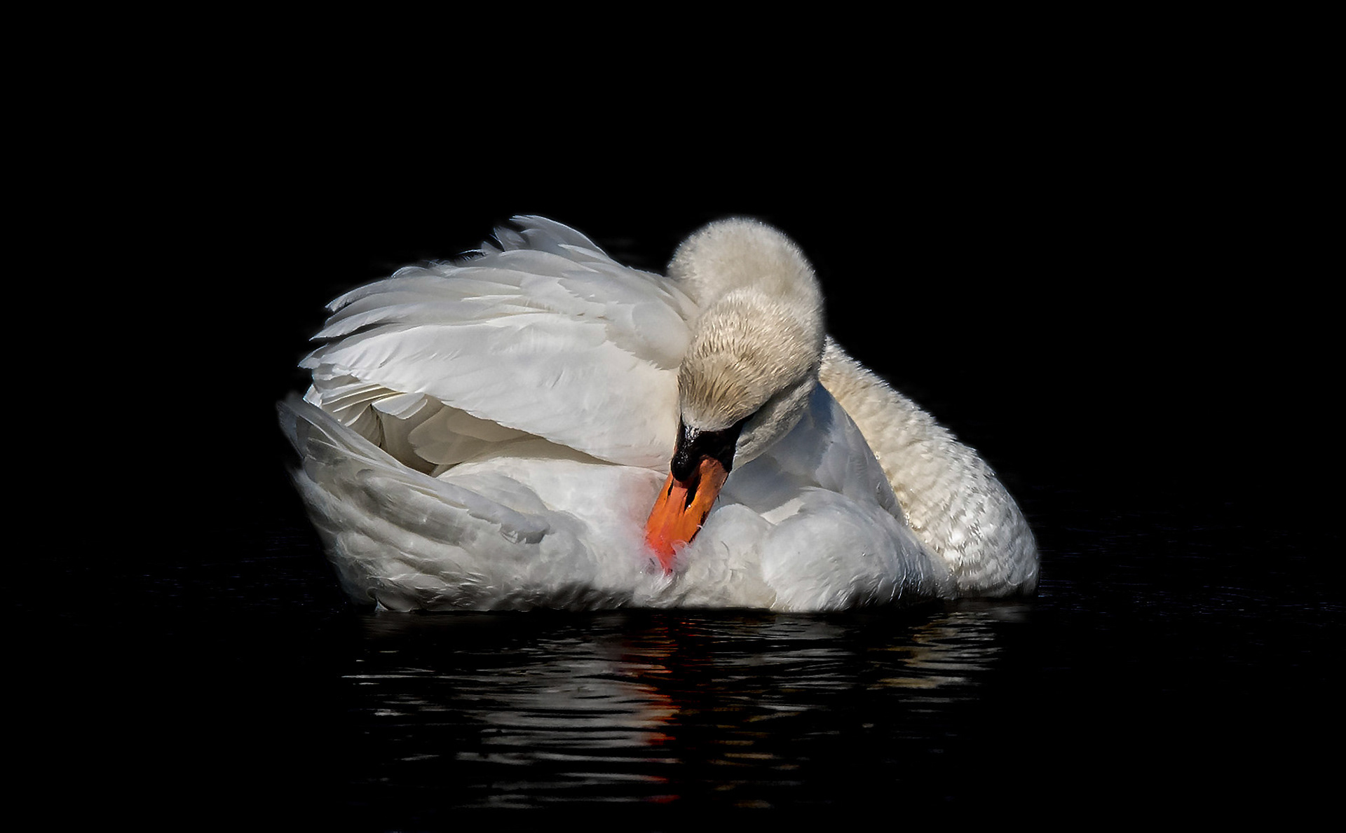 Mute Swan